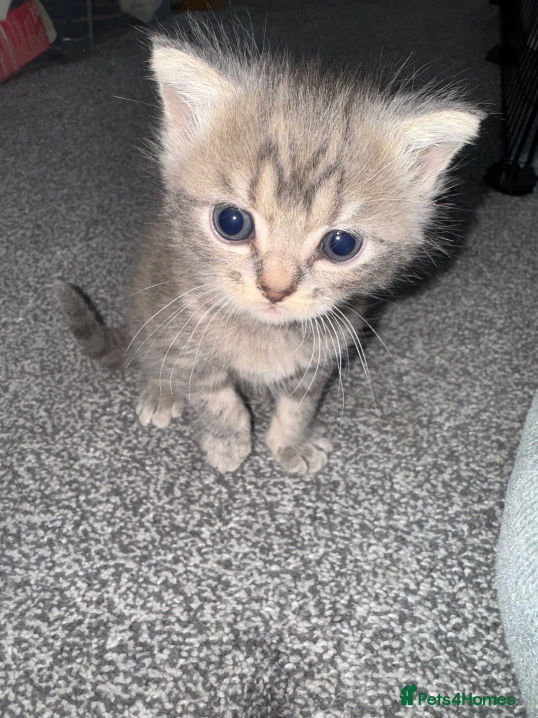 Brazilian Shorthair cats for sale: British shorthairs kittens - Image 14