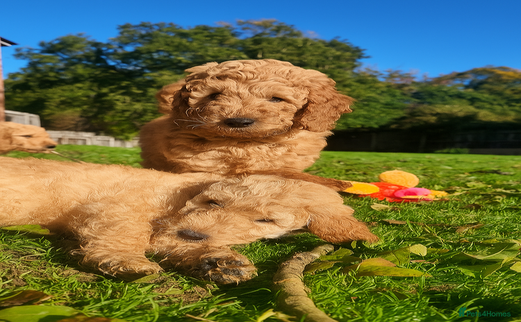 Mini Goldendoodle dogs - Advert 1