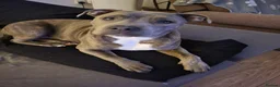 Staffordshire Bull Terrier dogs for stud: Staffordshire - Advert 6