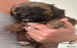 Miniature Poodle dogs for stud: Stunning proven KC health tested Red Stud in Reading - Image 22