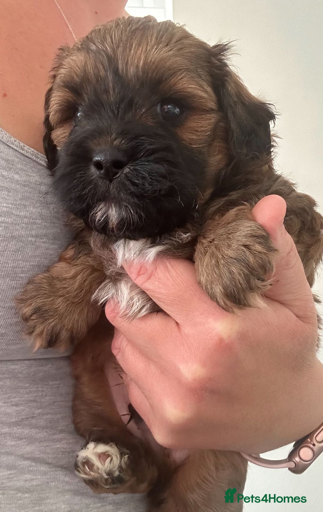 Miniature Poodle dogs for stud: Stunning proven KC health tested Red Stud in Reading - Image 22