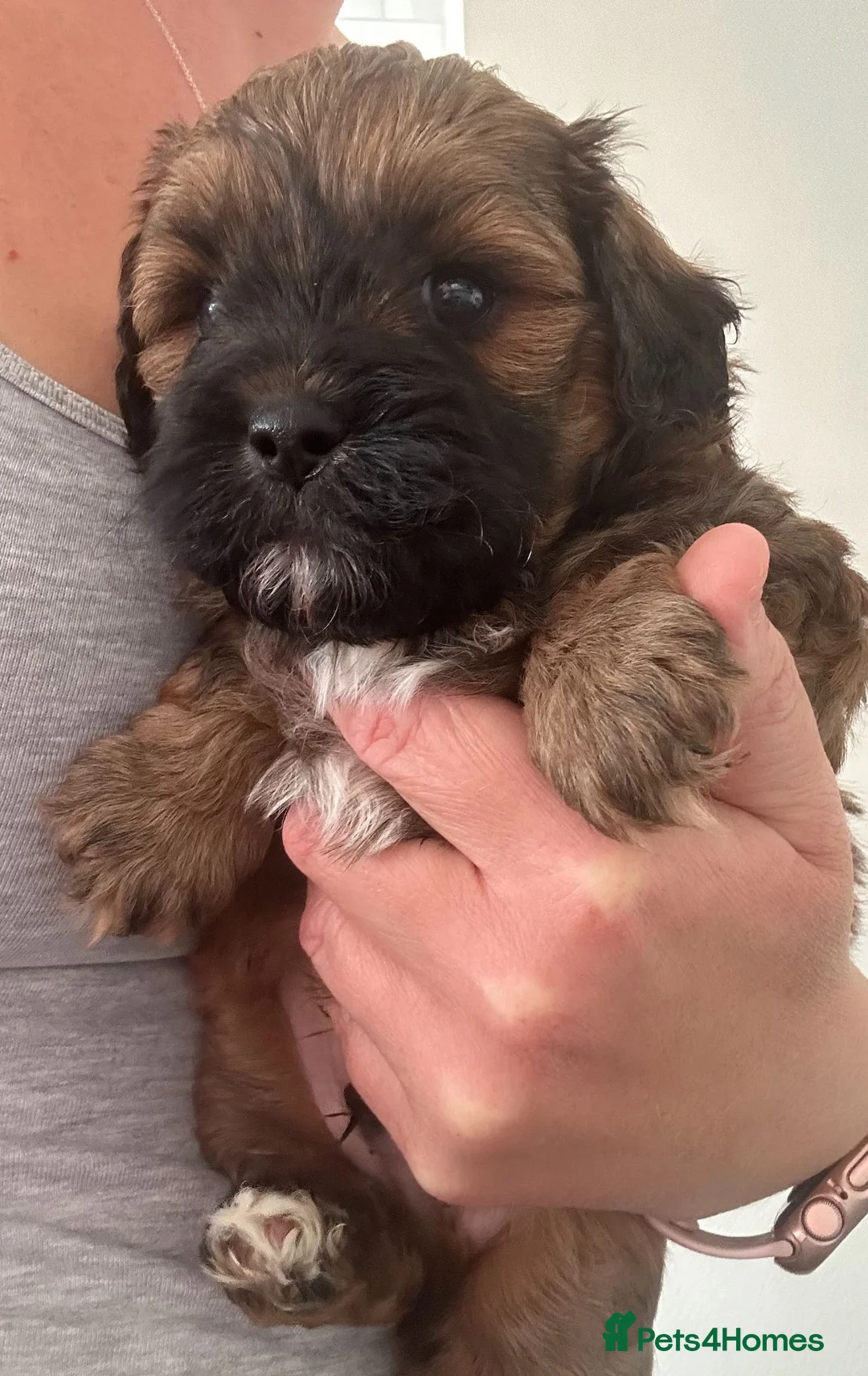 Miniature Poodle dogs for stud: Stunning proven KC health tested Red Stud in Reading - Advert 23