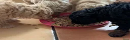 Poodle dogs for sale: Classic Poodle Puppies–Timeless Beauty in Stoke-on-Trent - Advert 11
