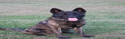 Belgian Shepherd Dog dogs for sale: DH male  - Advert 16