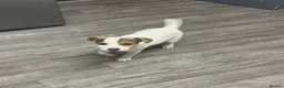 Jack Russell dogs for sale: Beautiful Milo looking for a forever home - Advert 2
