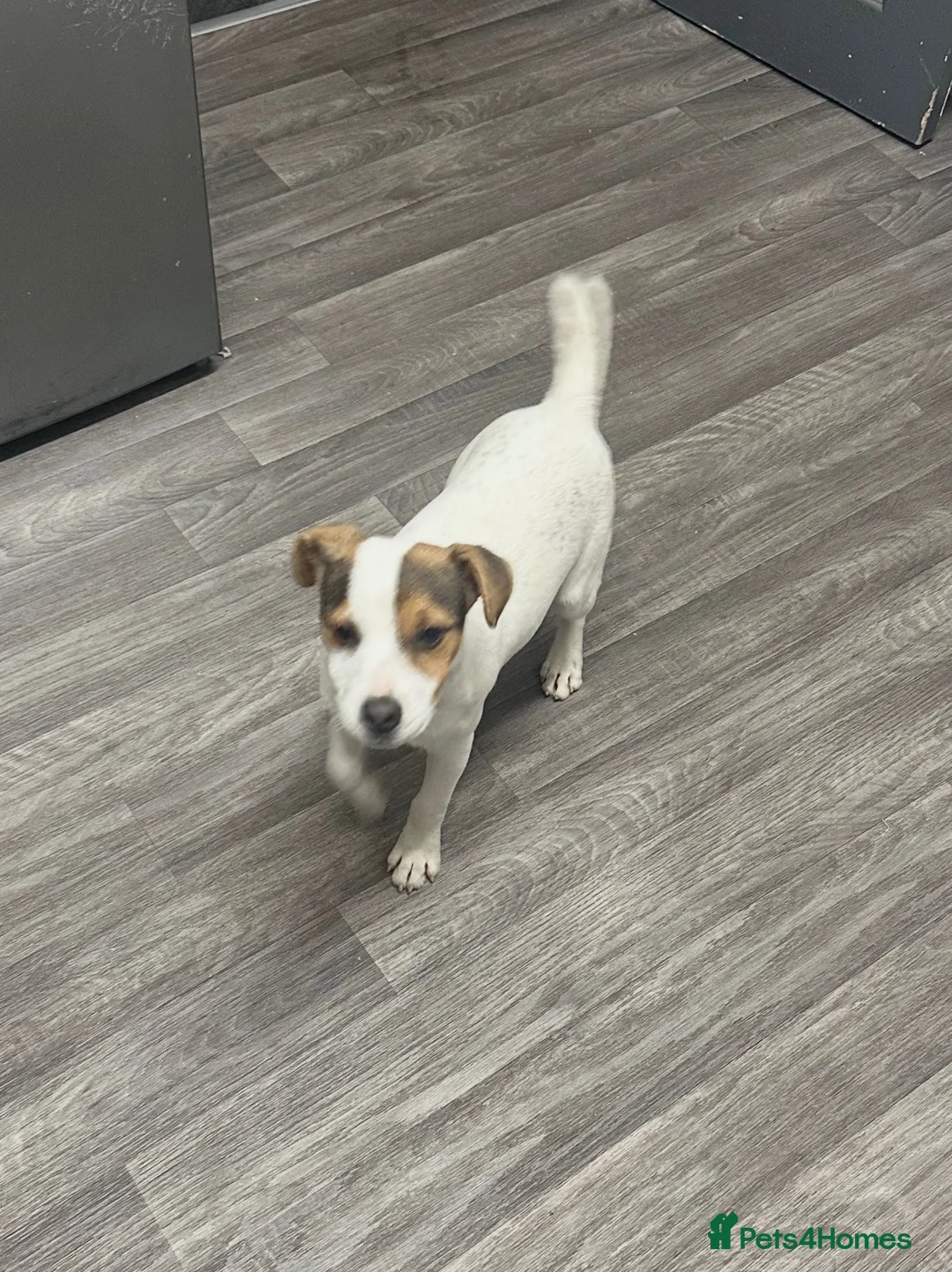Jack Russell dogs for sale: Beautiful Milo looking for a forever home - Advert 2