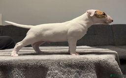 English Bull Terrier dogs for sale: English Bull Terrier Puppy Two Handsome Boys - Image 7