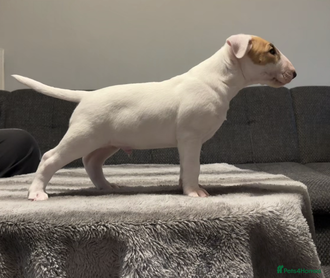 English Bull Terrier dogs for sale: English Bull Terrier Puppy Two Handsome Boys - Image 7