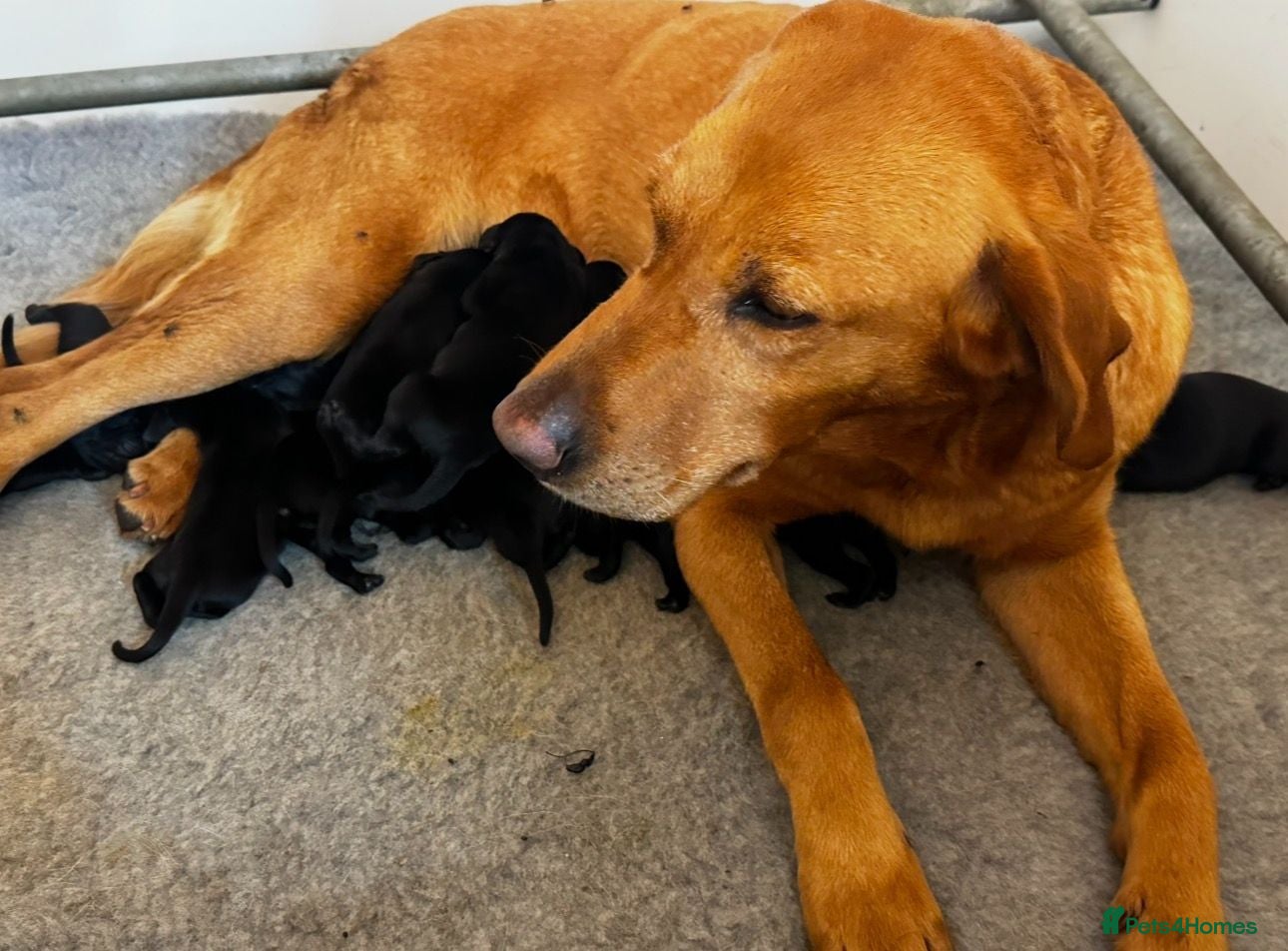 Labrador Retriever dogs TOP QUALITY PUPS FROM FULLY HEALTH TESTED PARENTS - Advert 3