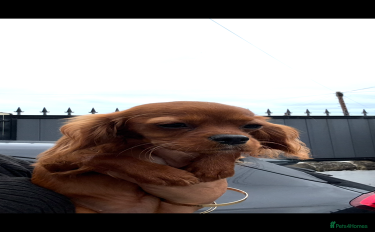 Cavalier King Charles Spaniel dogs - Advert 2