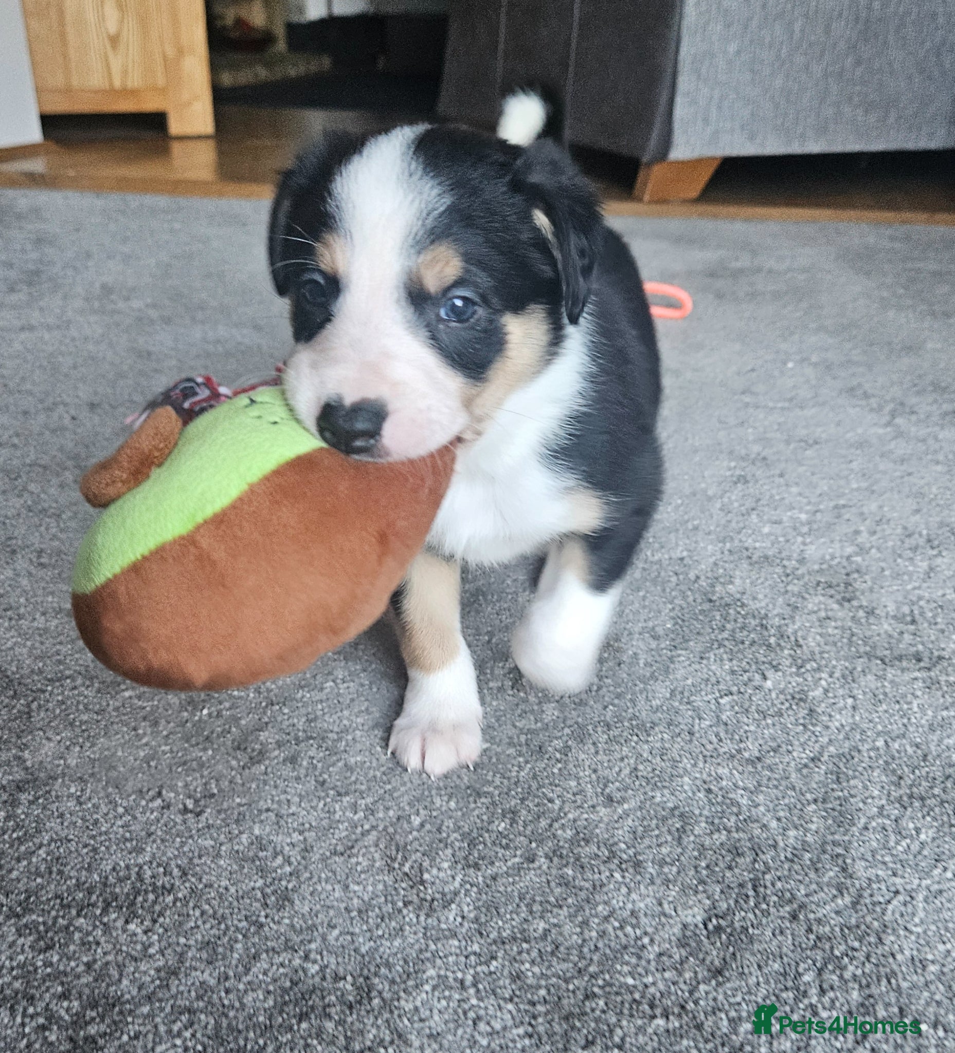 Border Collie dogs 🔥Unique tri border collie pups 🔥 - Advert 1