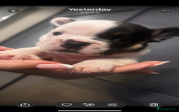 French Bulldog dogs for sale: Beautiful chunky Frenchie pups - Image 6