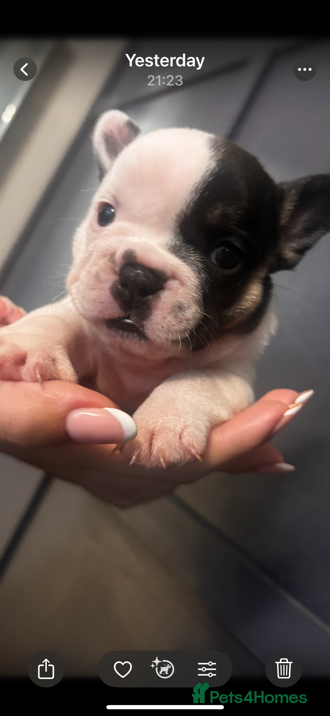 French Bulldog dogs for sale: Beautiful chunky Frenchie pups - Image 6