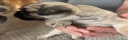 Chug dogs for sale: 5 x stunning chug puppies  - Advert 13