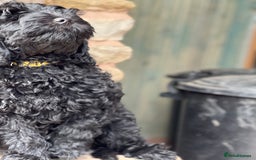 Mini Goldendoodle dogs for sale: Black miniature golden-doodle in Hereford - Image 25