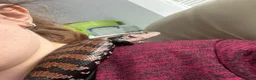 Skink reptiles for sale: Halmahera Blue Tongue Skink in Reading - Advert 3