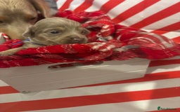 Chiweenie dogs for sale: Cheweenie - Image 29