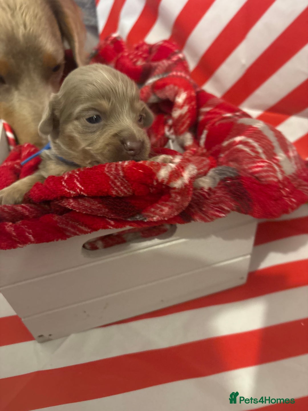 Chiweenie dogs for sale: Cheweenie - Image 29