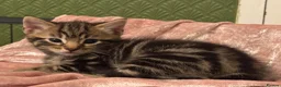 Mixed Breed cats for sale: 🐾 Beautiful male part Maine Coon Cross Kitten in Portsmouth - Advert 7