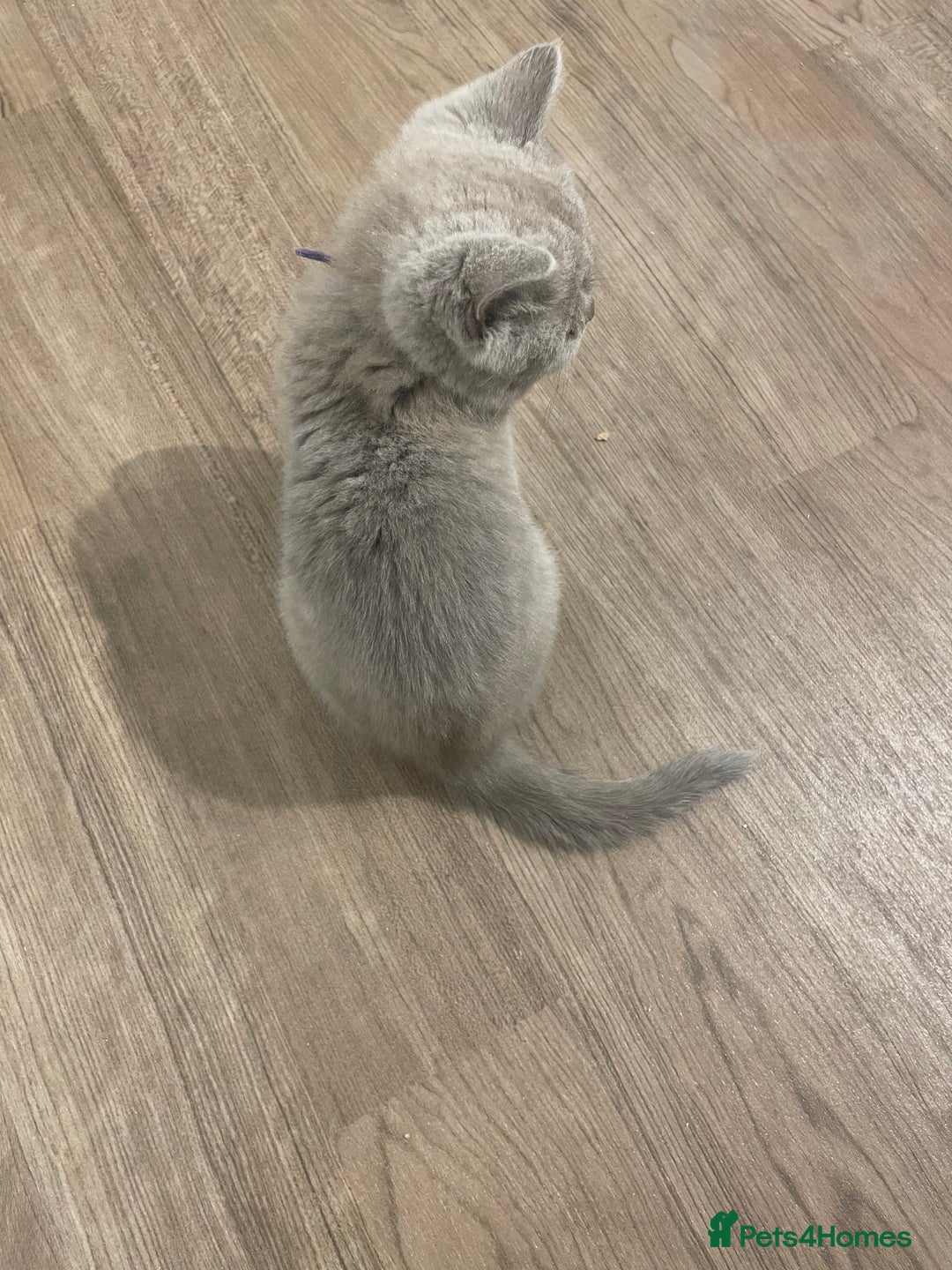 British Shorthair cats for sale:  British shorthair kittens Pedigree registered - Advert 36