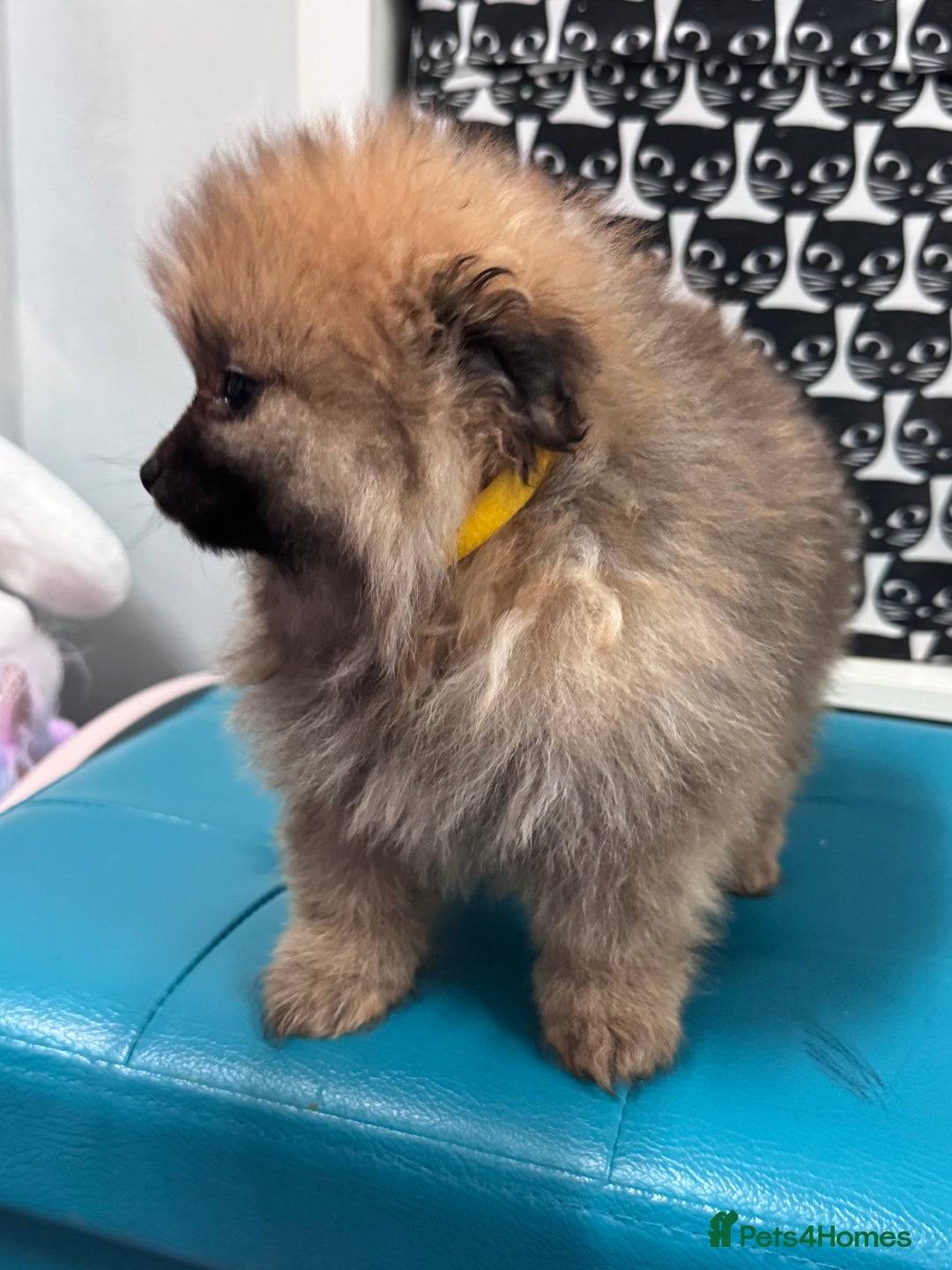 Pomeranian dogs for sale: FLUFFY POMERANIAN FOR SALE 🥰 - Advert 17