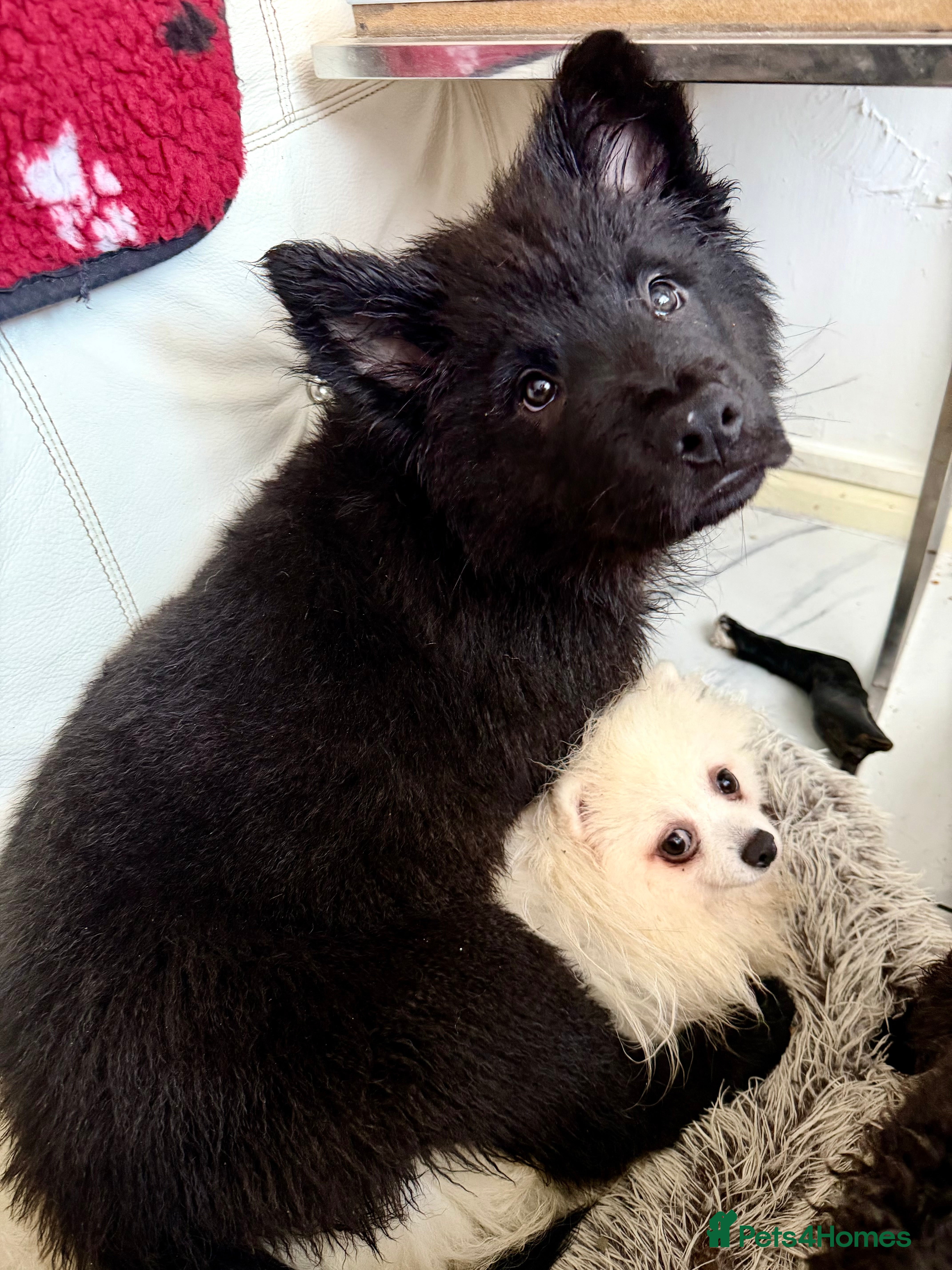 Mixed Breed dogs 🧸CHOW SHEPHERDS🧸 little bears ready now! - Advert 5