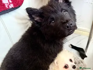 Mixed Breed dogs 🧸CHOW SHEPHERDS🧸 little bears ready now! - Advert 1
