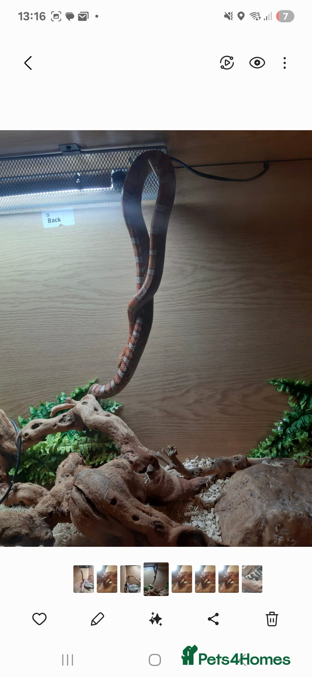 Corn Snake reptiles for sale: Happy corn snake comes with full set up  - Advert 4