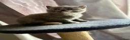 British Shorthair cats for sale: Lovely British shorthair kittens  in Boston - Advert 26