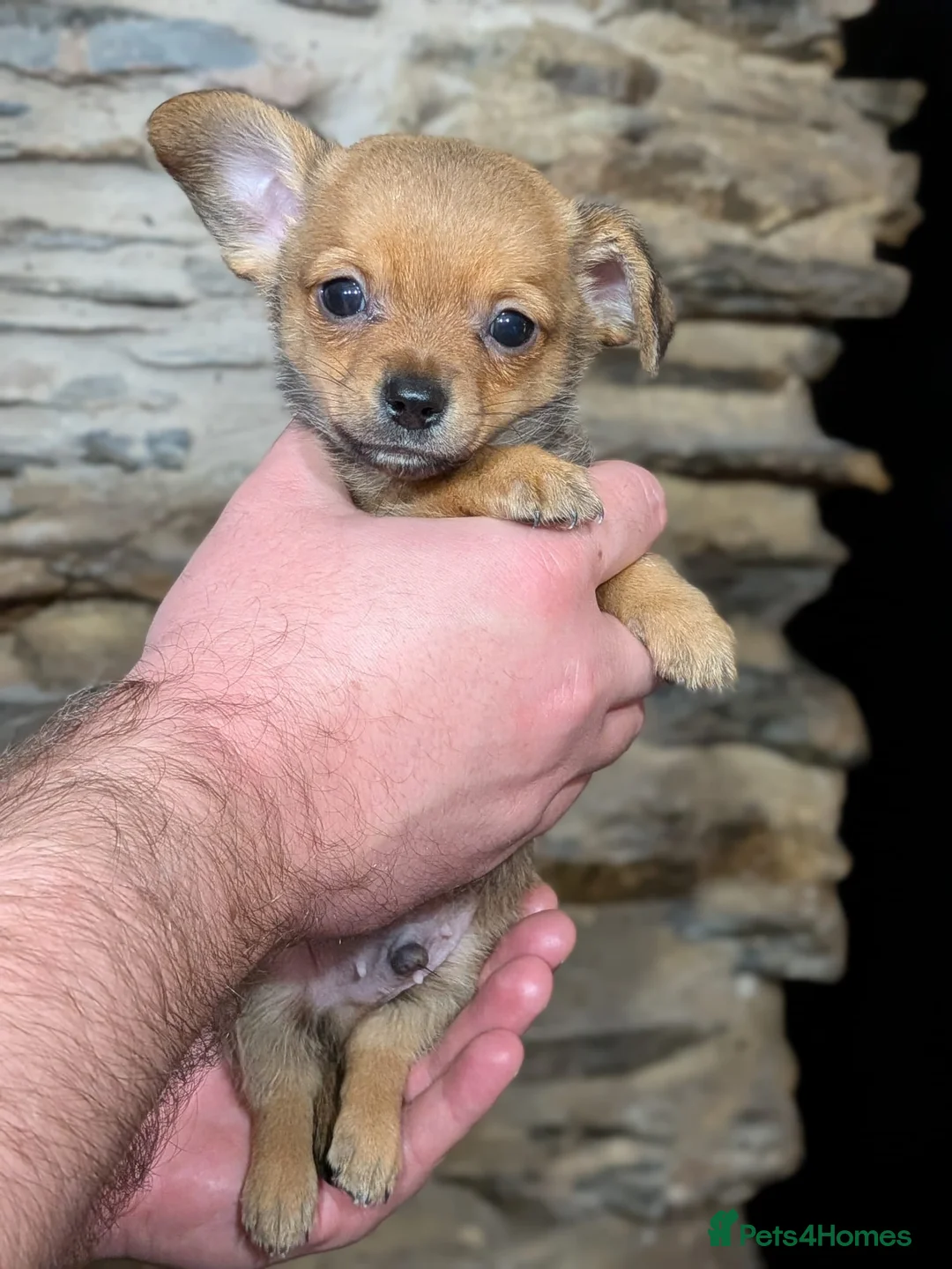 Chiweenie dogs for sale: Two beautiful tiny Chiweenies for sale - Advert 17