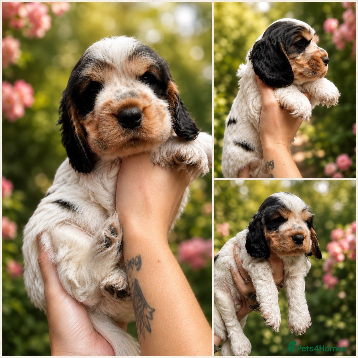 Cocker Spaniel dogs 🧡OUR LAST HANDSOME SHOW-TYPE COCKER LEFT 💙🧡 - Advert 16