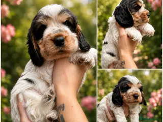 Cocker Spaniel dogs 🧡OUR LAST HANDSOME SHOW-TYPE COCKER LEFT 💙🧡 - Advert 16