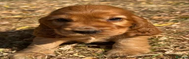 Cocker Spaniel 5