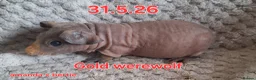 Guinea Pig rodents for sale: Skinny pig sows - Advert 1