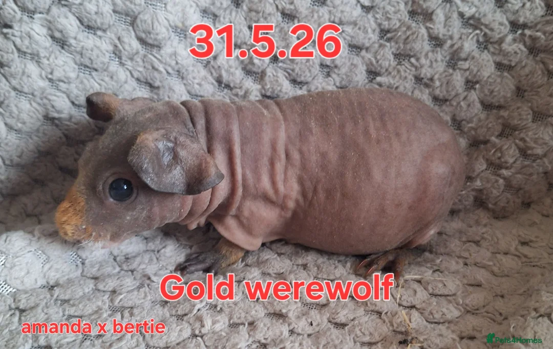 Guinea Pig rodents for sale: Skinny pig sows - Advert 1