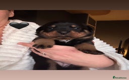 Rottweiler dogs for sale: Beautiful Rottweiler pups  - Image 17