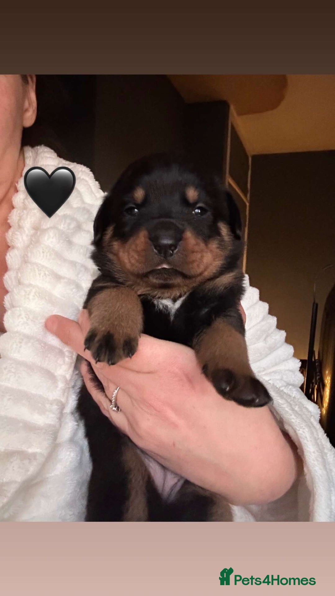 Rottweiler dogs for sale: Beautiful Rottweiler pups  - Image 17