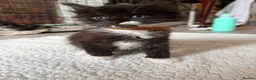 Mixed Breed cats for sale: Half MAINE COON x Domestic Cat - Advert 10