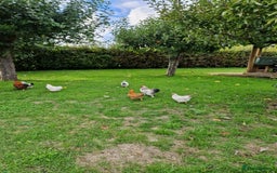 Chickens poultry for sale: Pekin bantams for sale  - Image 11