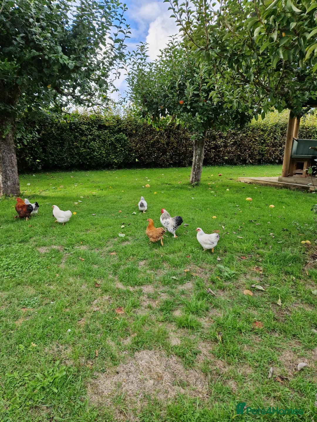 Chickens poultry for sale: Pekin bantams for sale  - Image 11