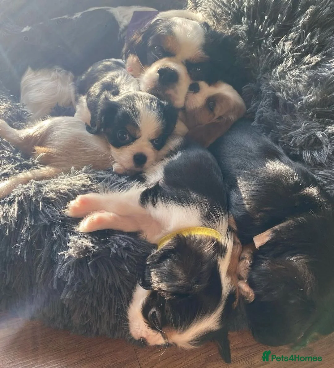 Cavalier King Charles Spaniel dogs for sale: Family Raised Cavalier King Charles spaniel Pups - Advert 2