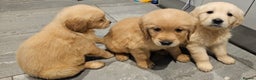 Golden Retriever dogs for sale: KC reg pedigree champion Golden Retriever pups - Advert 25