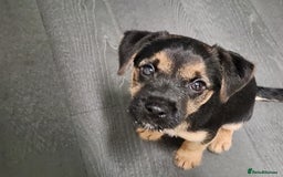 Border Terrier dogs for sale: Border terrier x  - Image 4