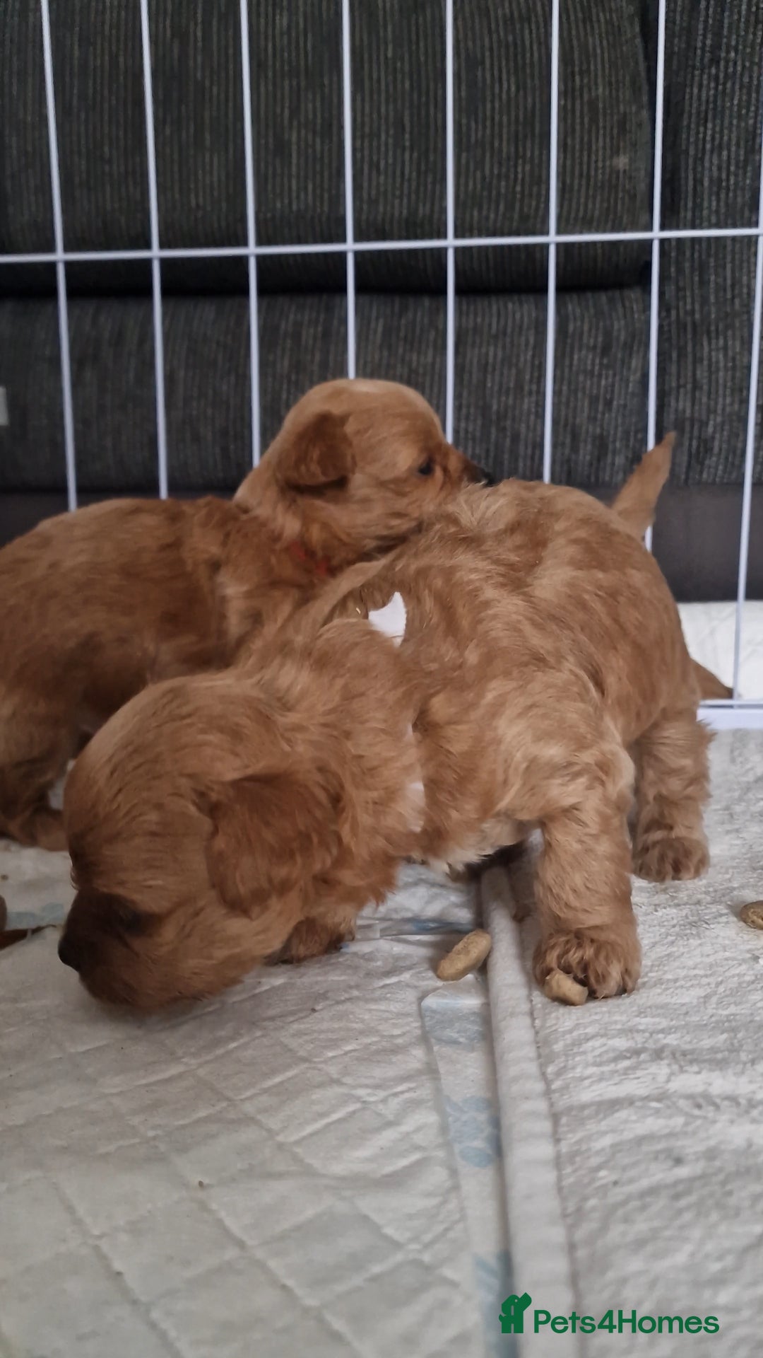 Chipoo dogs for sale: Asian chipoo  - Advert 19