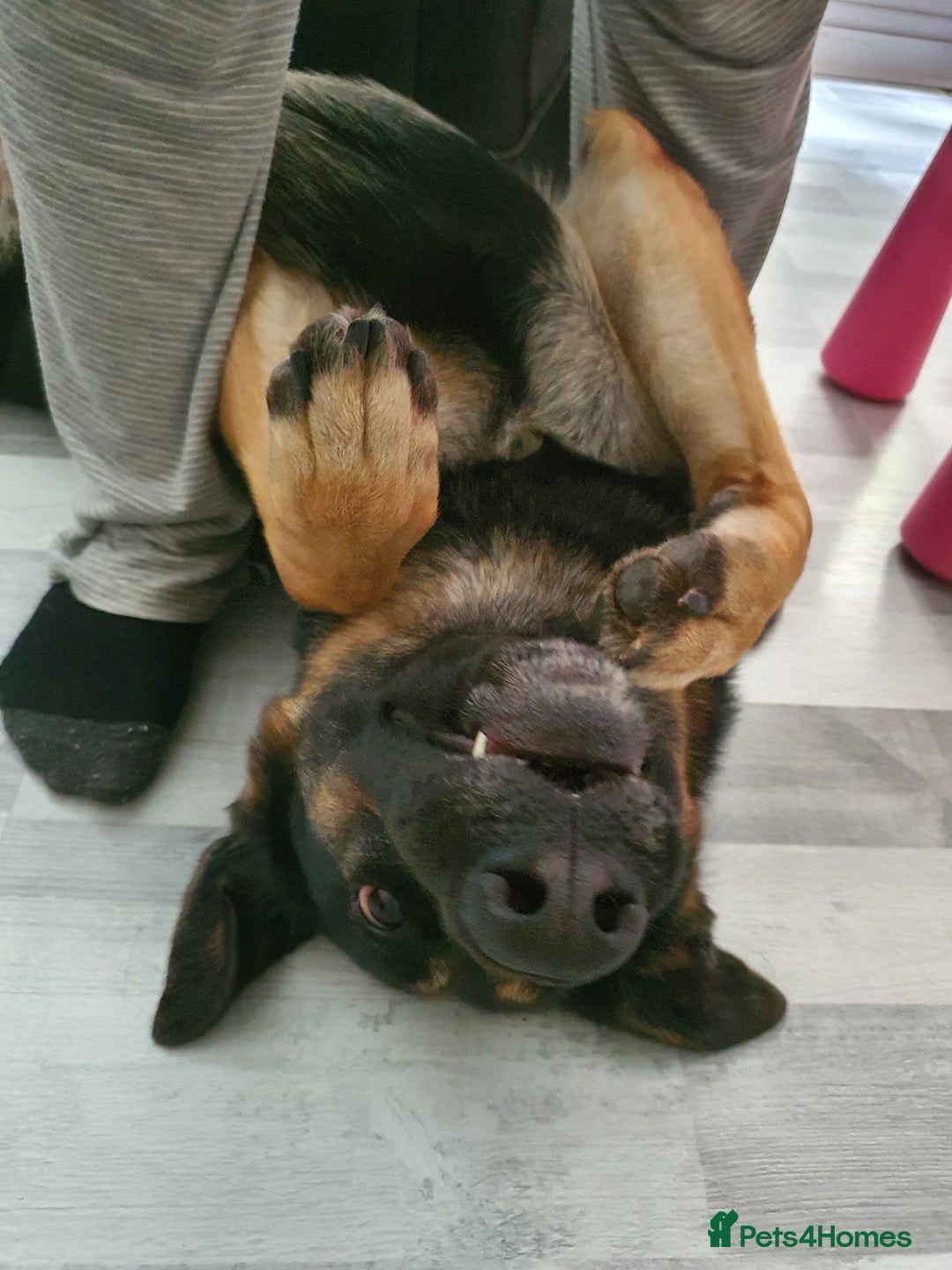 German Shepherd dogs for sale: Extremely trained German Shepherd - Advert 2