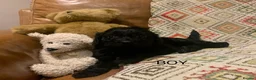 Cockapoo dogs for sale: Beautiful Cockapoo F1 Puppies  - Advert 19