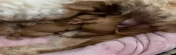 Cockapoo dogs for sale: Apricot cockapoo puppies - Advert 4