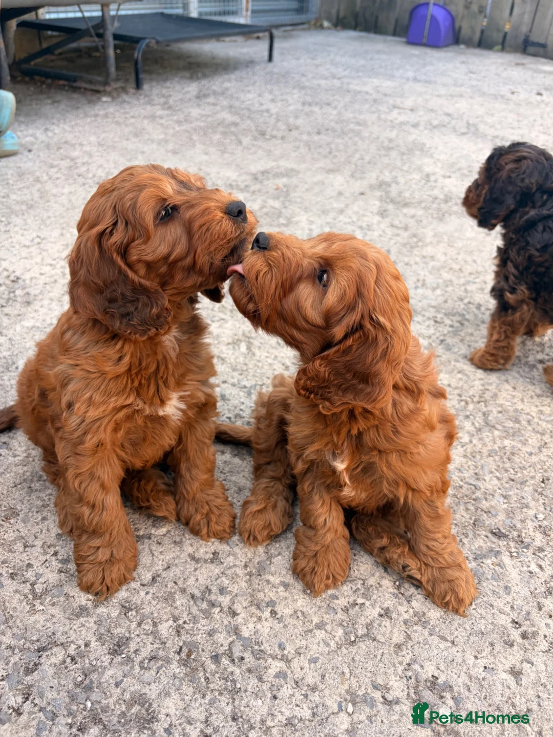 Cockapoo dogs for sale: 🚨REDUCED£950🚨last Cockapoo Boy! - Advert 2