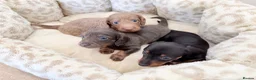 Miniature Dachshund dogs for sale: KC short haired and long haired puppies  - Advert 2