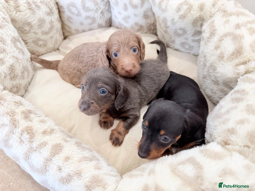 Miniature Dachshund dogs for sale: KC short haired and long haired puppies  - Advert 2